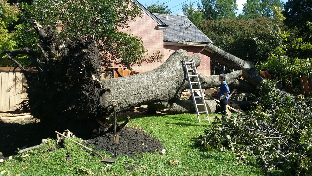 yard cleanup services near me