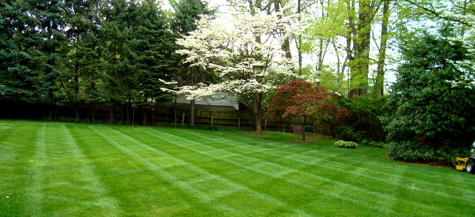 Lawn Care Near Me - Services, Checklist And Free Quotes in ...