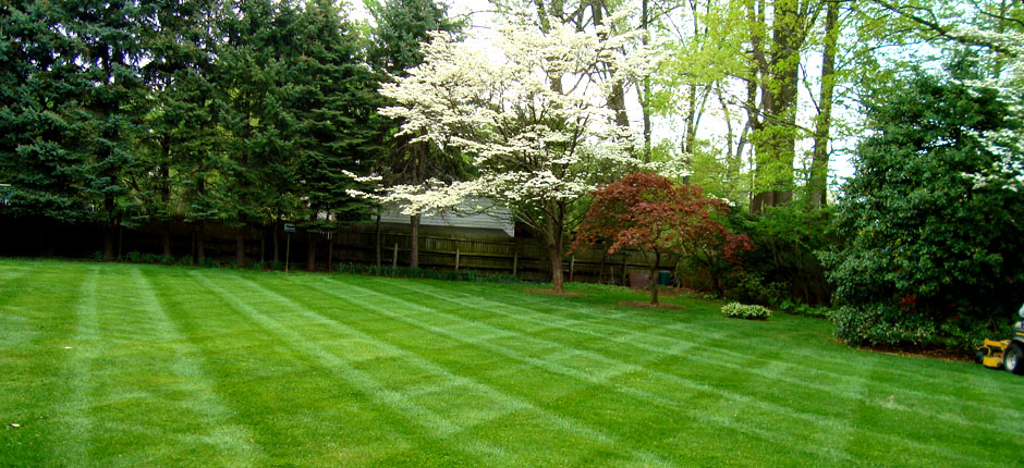 lawn maintenance near me