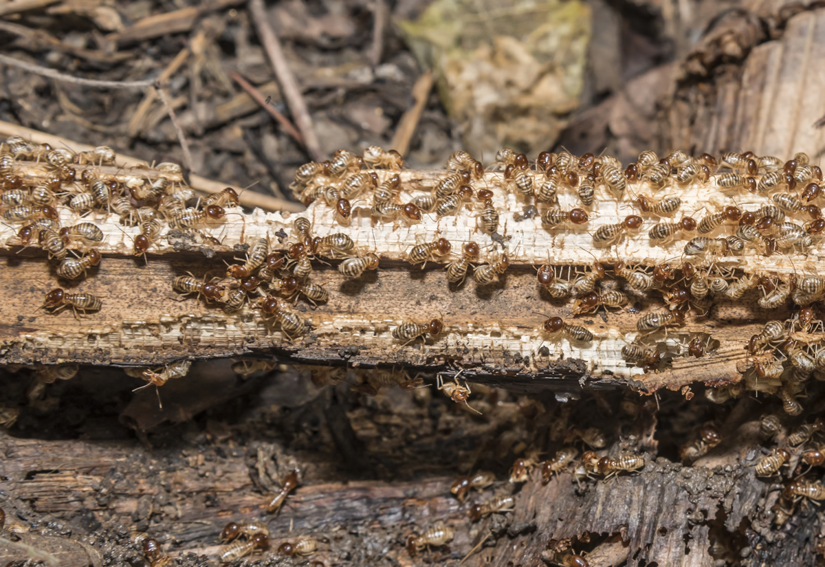 Termite Size Chart