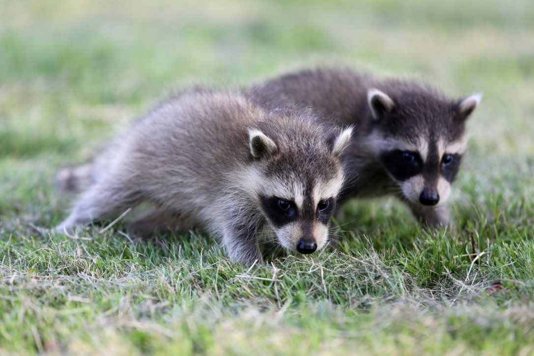 How To Get Rid Of Raccoons Cost Diy Tips Earlyexperts