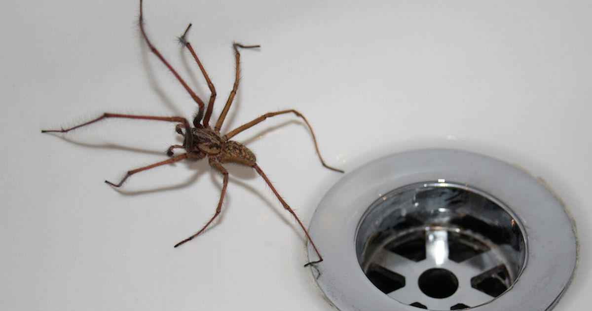 How To Get Rid Of Spiders Diy Contractor Cost Earlyexperts