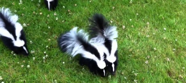 How To Get Rid Of Skunks And Skunk Smell Diy Tips Contractor Cost