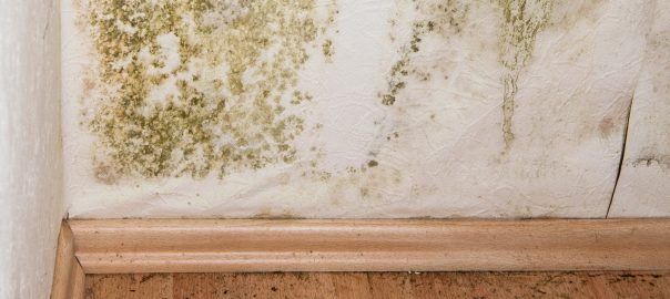 5 Mold Removal Products We Swear By Jocoxloneliness