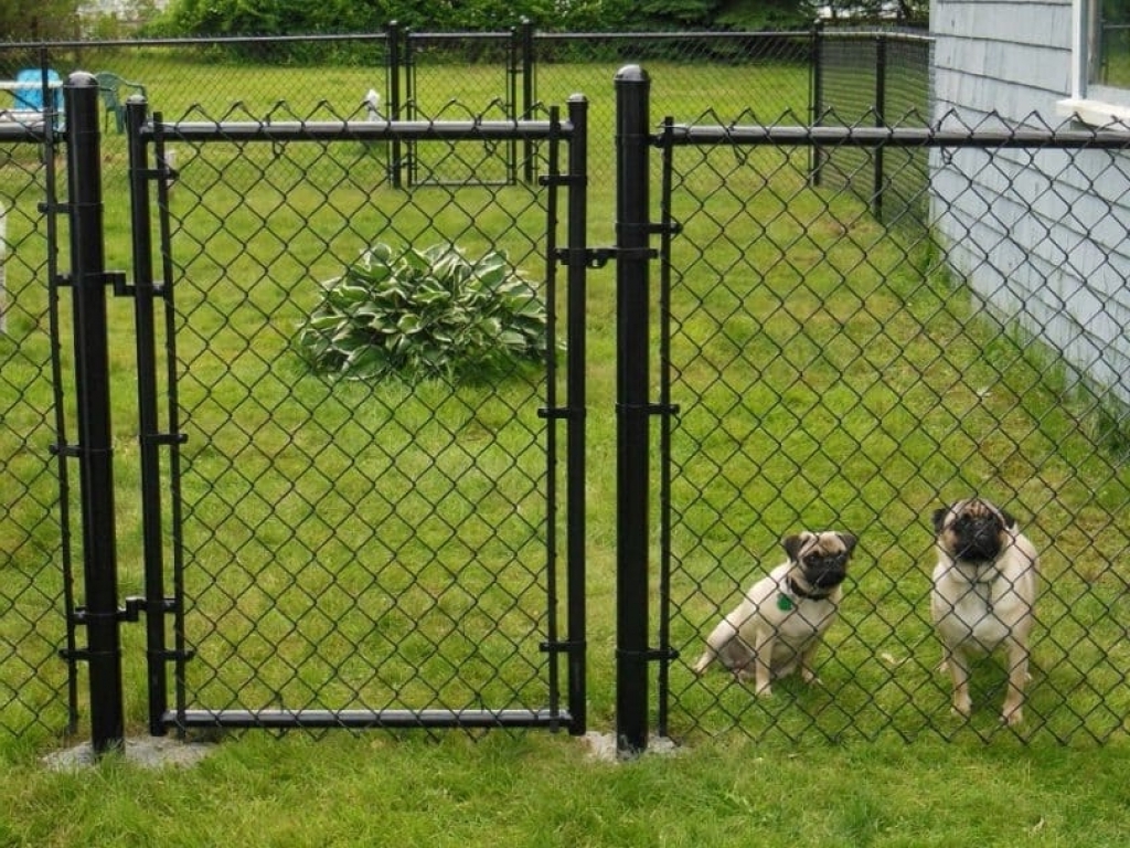 dog fence