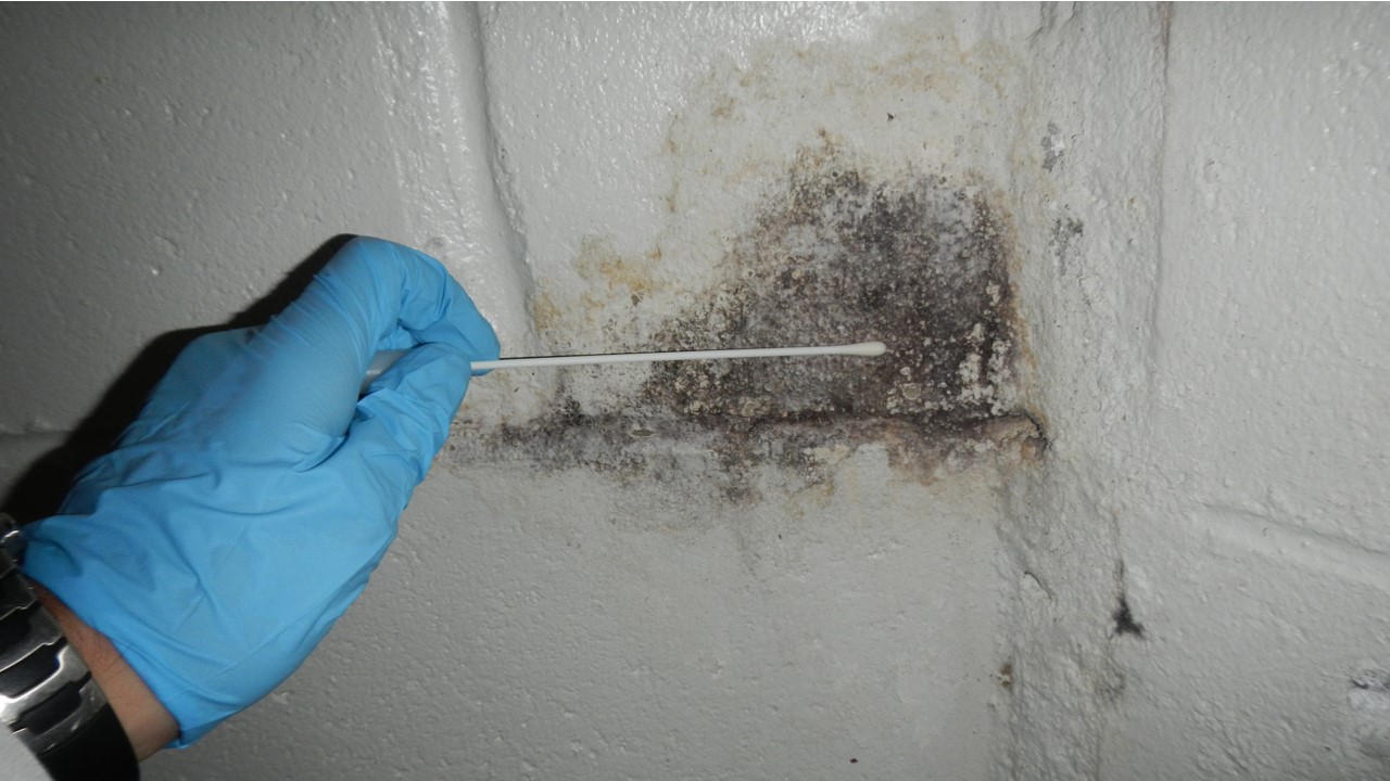 Mold Inspection & Testing