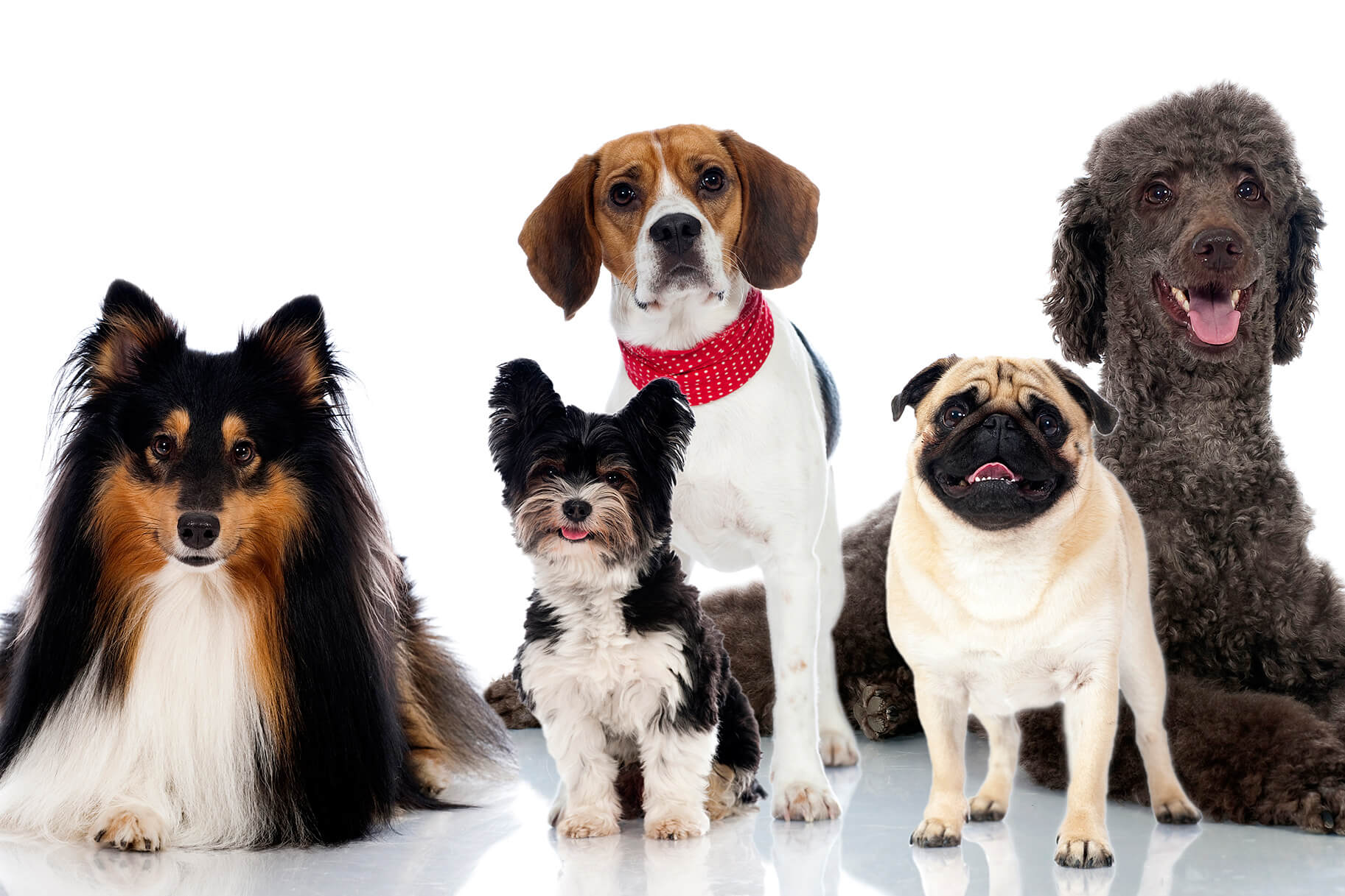 Dogs That Don't Shed? Here's the Breeds to Go For ...