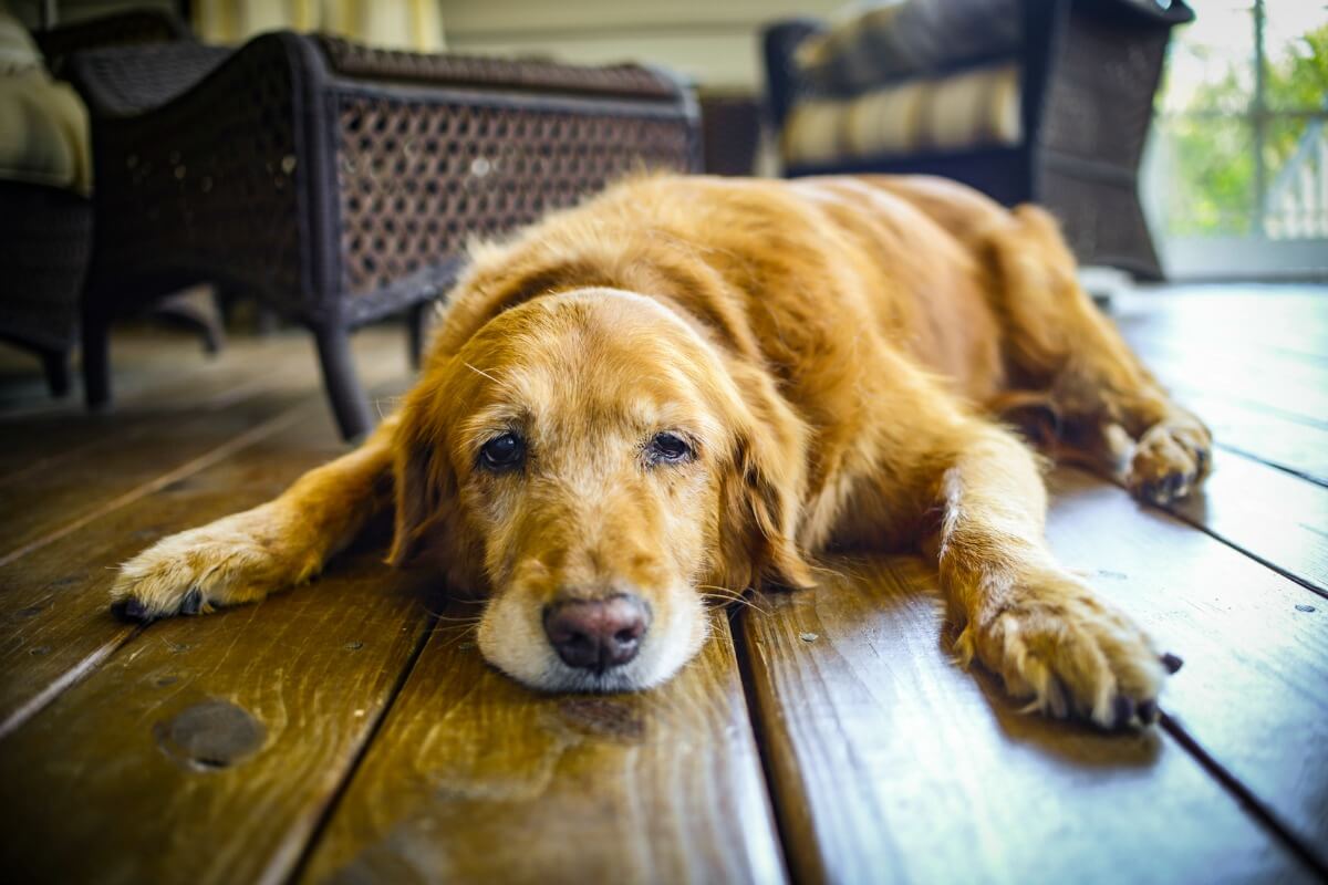 The Most Pet Friendly Flooring Options Earlyexperts The Most Pet Friendly Flooring Options Earlyexperts