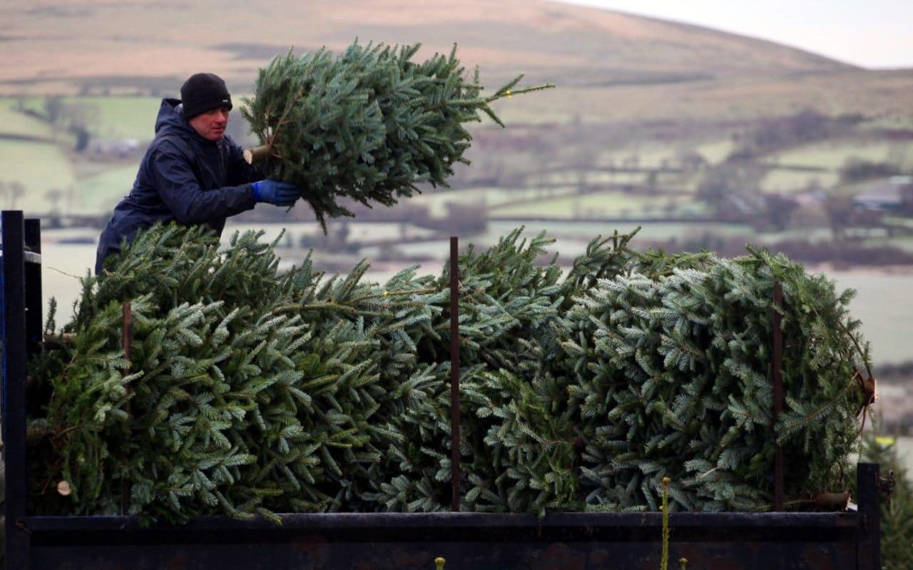 Christmas Tree Buying Guide & Tips EarlyExperts