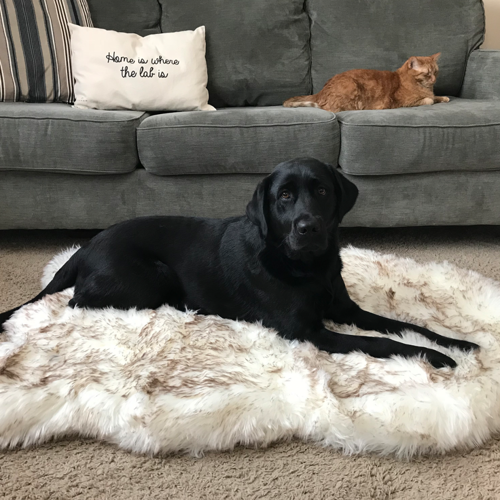 The Best Carpet Choices for Pets EarlyExperts