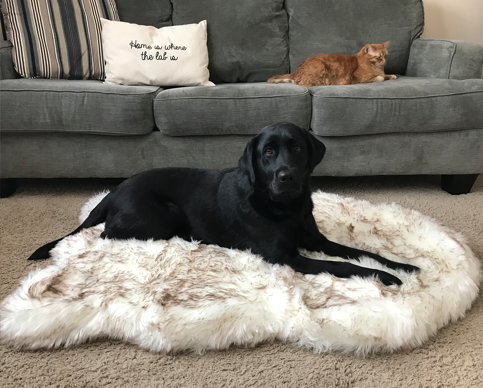 What Is The Best Carpet For Dogs