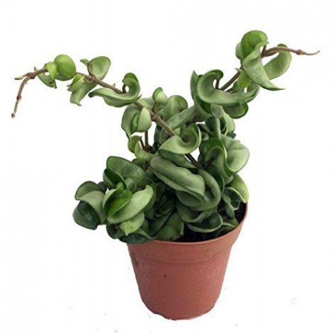 2. Hindu Indian Rope Plant - Hoya