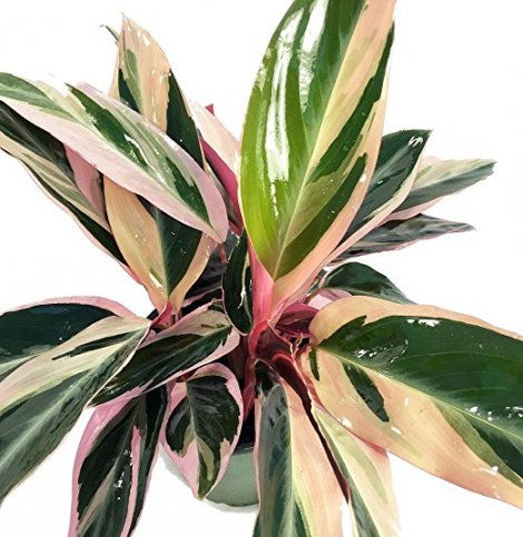 5. Tricolor Prayer Plant - Stromanthe Triostar
