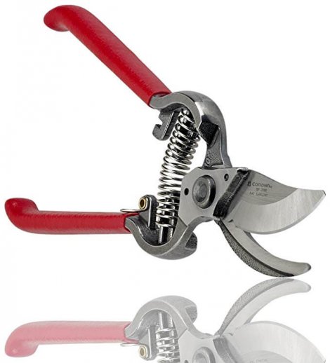 7. Corona ClassicCUT
