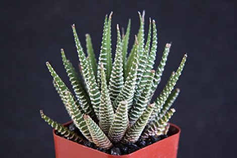4. Zebra Haworthia Plant