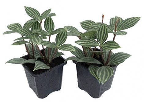7. Hirts: House Plant Parallel Peperomia Puteolata