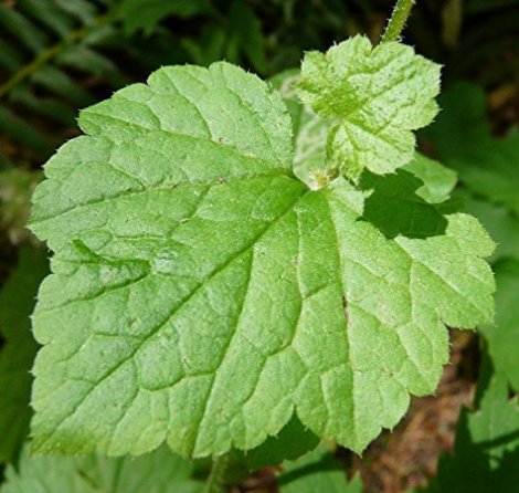 10. Hirt's Gardens Piggyback Plant