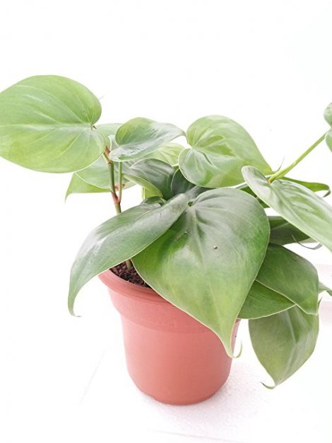 8. JM BAMBOO Heart Leaf Philodendron