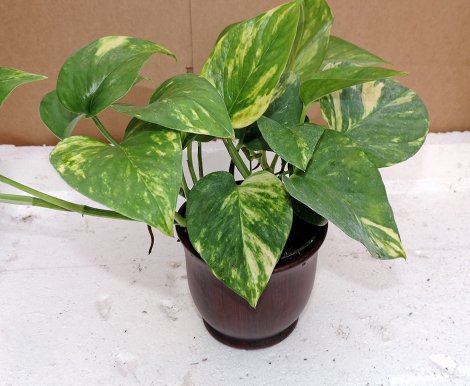 9. Golden Devil's Ivy - Pothos