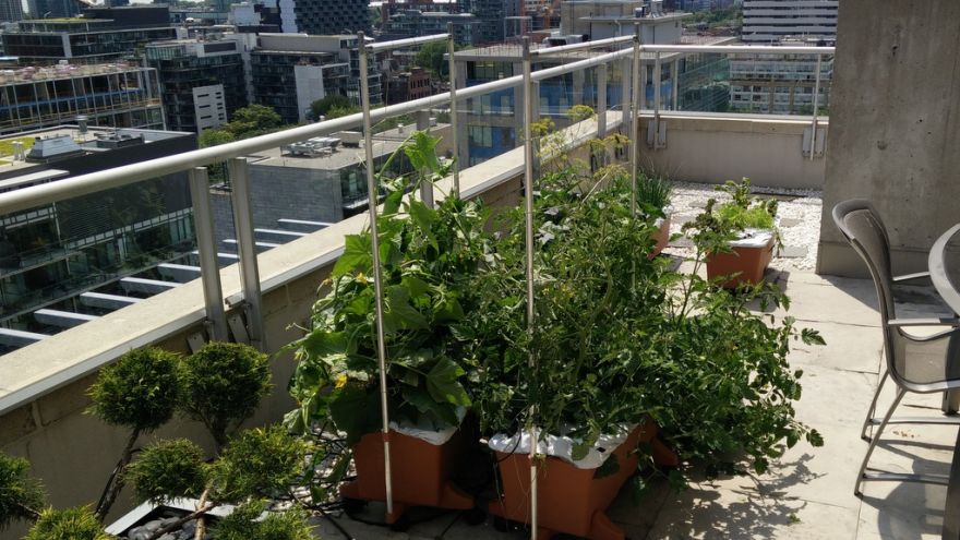 Apartment Gardening: Small Space Gardening Best Tips apartment gardening