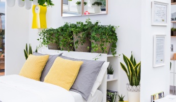 Bedroom Plants