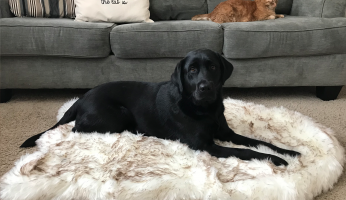 best carpets for pets