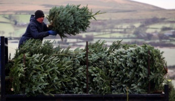 Christmas Tree Buying Guide