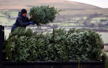 Christmas Tree Buying Guide: Choosing the Best Type and When to Buy