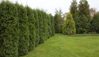 fast growing trees