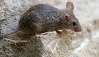 how to get rid of mice in walls and ceilings