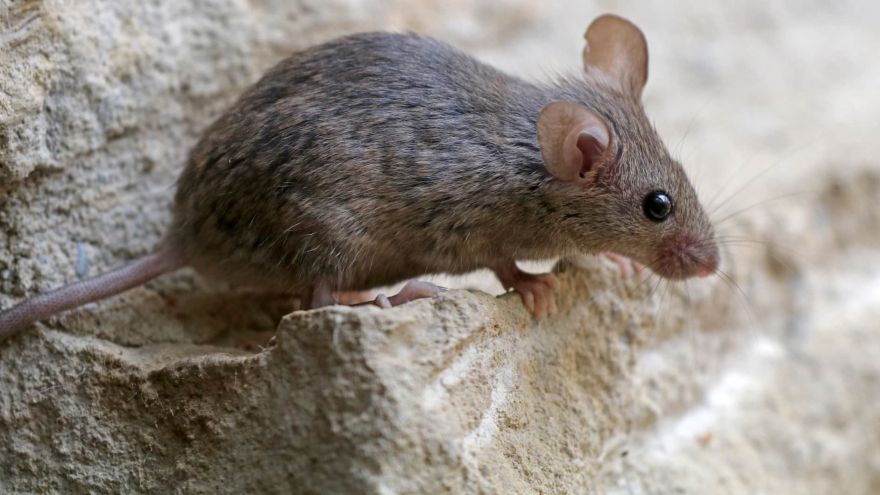 how to get rid of mice in walls and ceilings