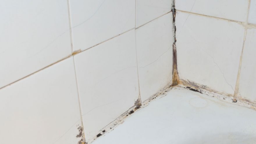 The Danger Of Mold For Your Health And How To Get Rid Of It get rid of mold