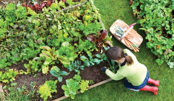 organic gardening