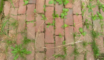 homemade weed killers