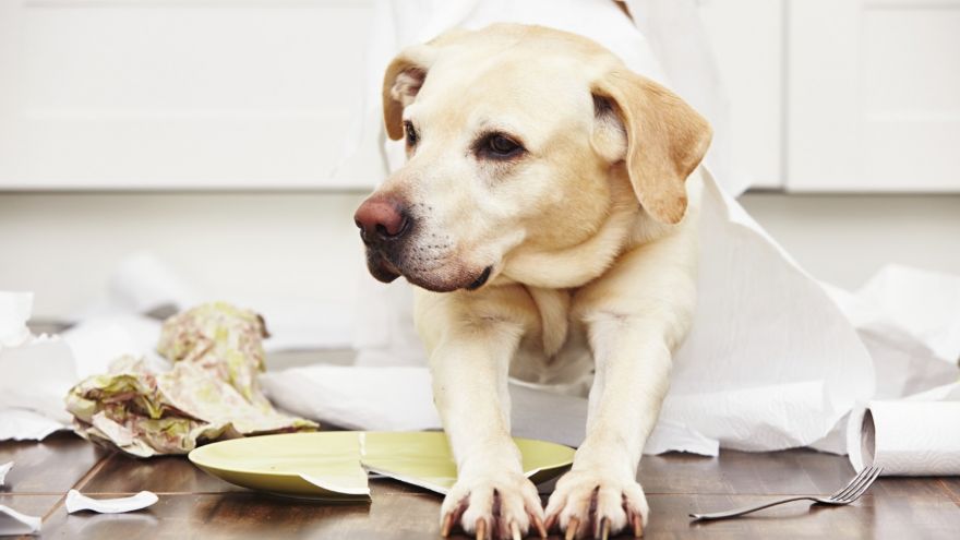 How to Dog Proof Your Home And Avoid Puppy Disasters dog proof your home