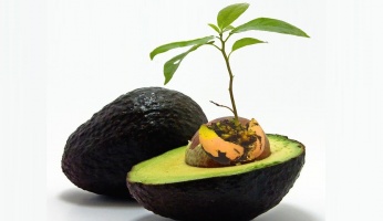 how to grow avocado in garden