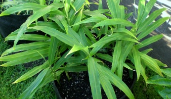 how to grow ginger