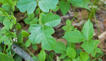 how to identify poison oak