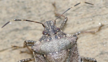 How to Keep Stink Bugs Away