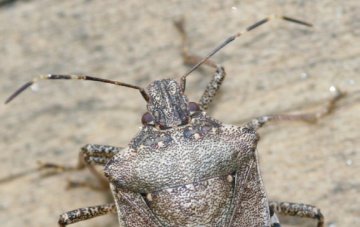 How to Keep Stink Bugs Away