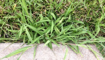 how to kill crabgrass