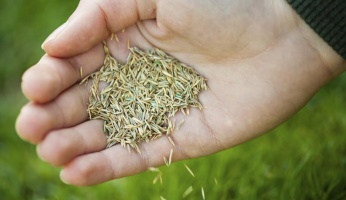 how to plant grass seeds