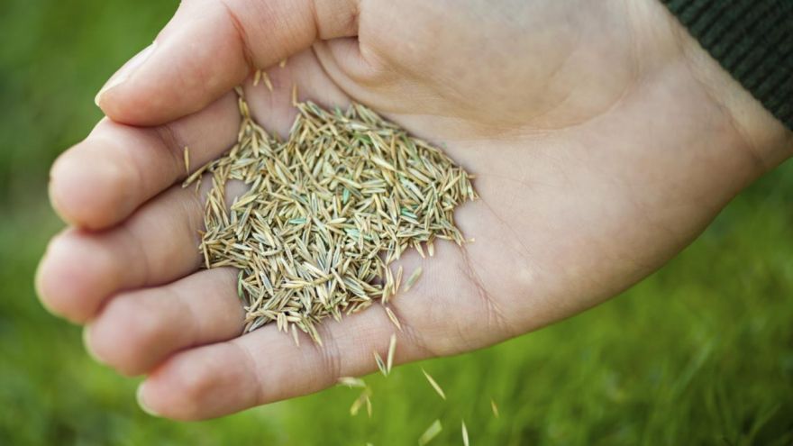 how to plant grass seeds