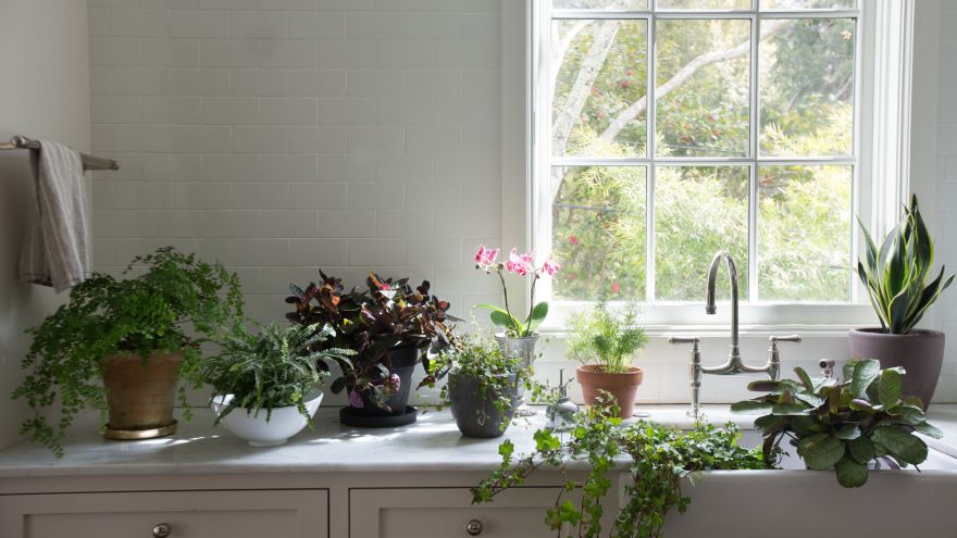 5 Plants for Low Lights plants for low lights