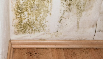 mold removing products