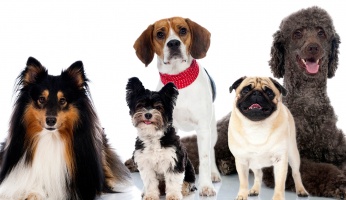 Dogs that Don't Shed