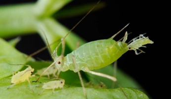 good and bad garden insects