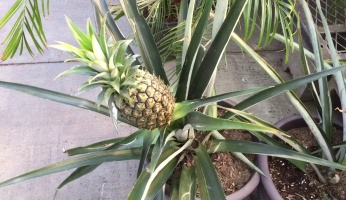 how to plant a pineapple