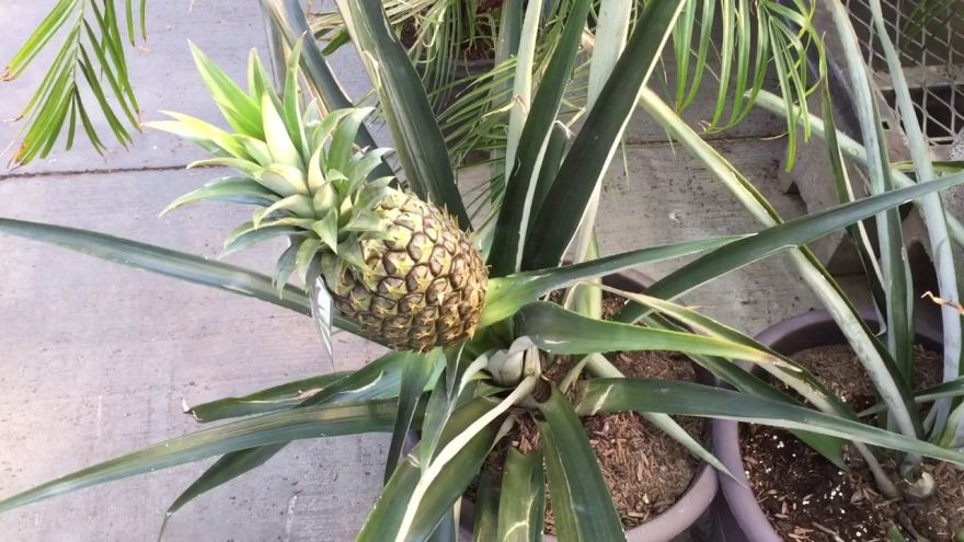 how to plant a pineapple