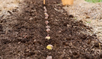 how to plant patatos